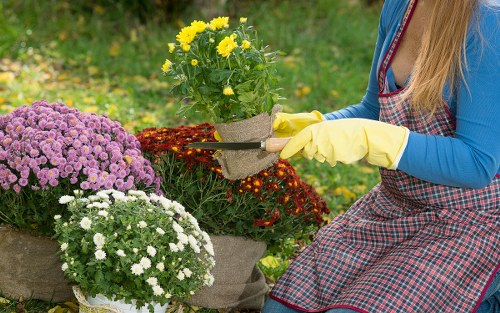 A landscaped urban garden in New Cross with seasonal flowers