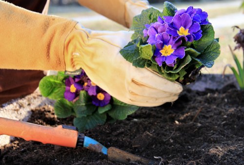 Local gardening service trimming hedges and borders in New Cross
